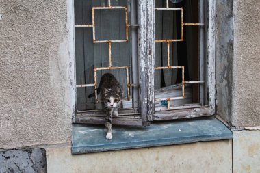 Vahşi kedi terk edilmiş bir evin kırık penceresinden çıkar.