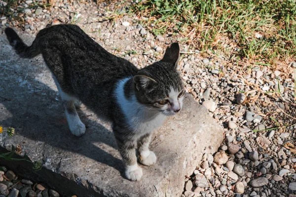 White Gray Cat Stands Ground — Stock Photo, Image