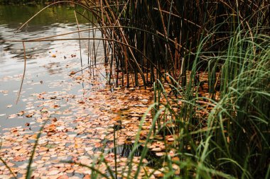 Sonbahar arkaplanı: su yüzeyinde sarı huş yaprakları, göletin kenarında büyüyen yeşil çimenler.