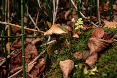 Yosun taşında mantar yetişiyor, yakın plan.
