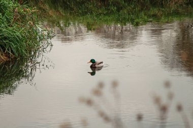 Vahşi Drake nehirde yüzer