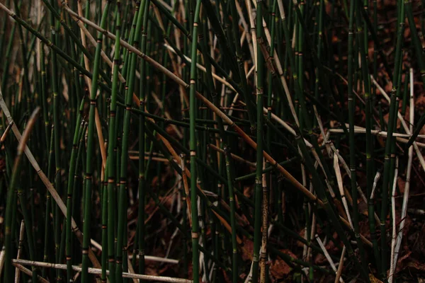 木々の下では川下りの緑の茎が密集して成長する — ストック写真