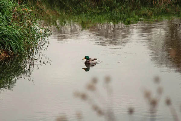 Wild Drake Swims River — Stock Photo, Image