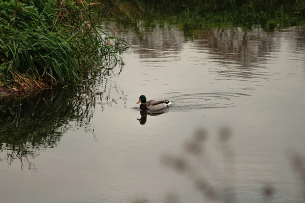 野生德雷克在河里游泳 — 图库照片