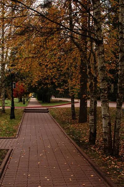 黄色の葉を持つ秋の木に囲まれた赤瓦の道 — ストック写真