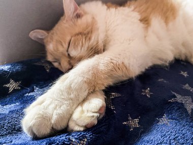 La Perm cinsinden uzun dalgalı saçlı kızıl bir kedi gümüş yıldızlı koyu mavi bir battaniyede uyur.