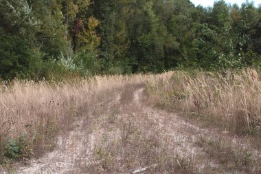 Yol, kahverengi kuru otlar ve sazlıklara doğru esiyor.