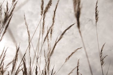 Sazlıkların kuru panikleri gökyüzüne karşı