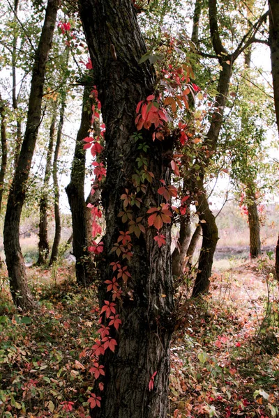 Verdrehte Wilde Trauben Mit Roten Herbstblättern Die Vom Baum Hängen — Stockfoto