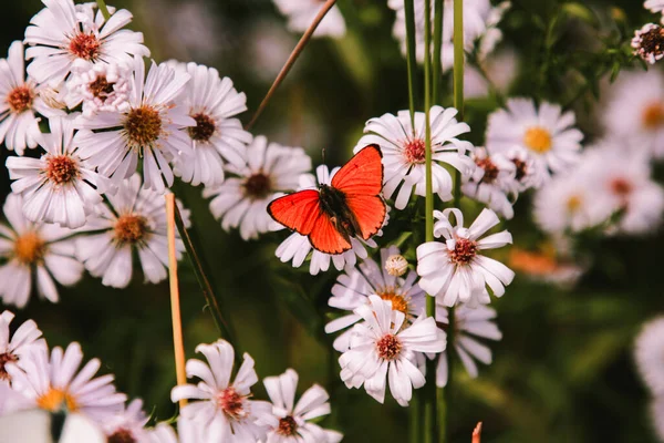 꽃잎과 주황색 노란색 중앙을 꽃에는 주황색 날개를 나비가 있습니다 — 스톡 사진