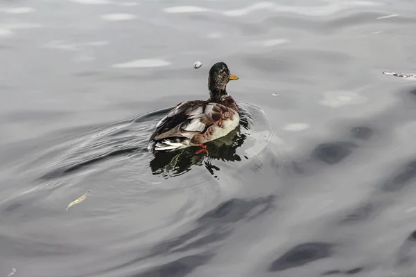 Wild Ducks Swim Pond — Stock Photo, Image