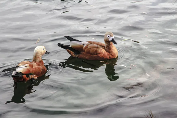 Wild Ducks Swim Pond — Stock Photo, Image