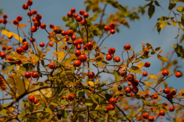Красные Шиповник Кусте Желтыми Листьями — стоковое фото