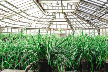 Tencerelerdeki tropikal bitkiler bir serada raflarda duruyor.