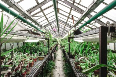 Tencerelerdeki tropikal bitkiler bir serada raflarda duruyor.