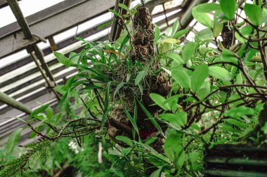 Tropik bitkilerin yetiştiği bir serada tavandan sarkan bir saksı bitkisi var.