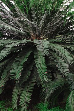 Serada palmiye yaprakları