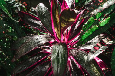 Pembe çizgili Cordeline yaprakları, büyük çiy damlalarıyla kaplı, yakın plan.