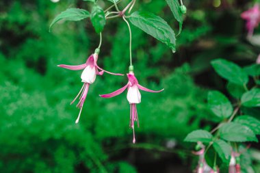 Pembe çiçekli çiçek açan fuşya