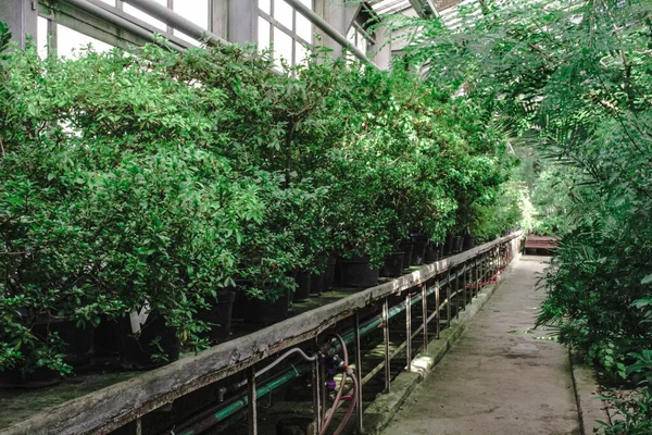 Las Plantas Tropicales Macetas Colocan Los Estantes Invernadero — Foto de Stock