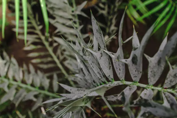 Bir serada palmiye yaprakları, yakın