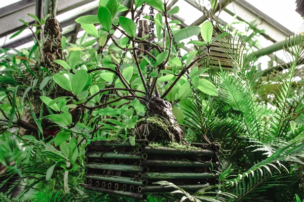 Tropik bitkilerin yetiştiği bir serada tavandan sarkan bir saksı bitkisi var.