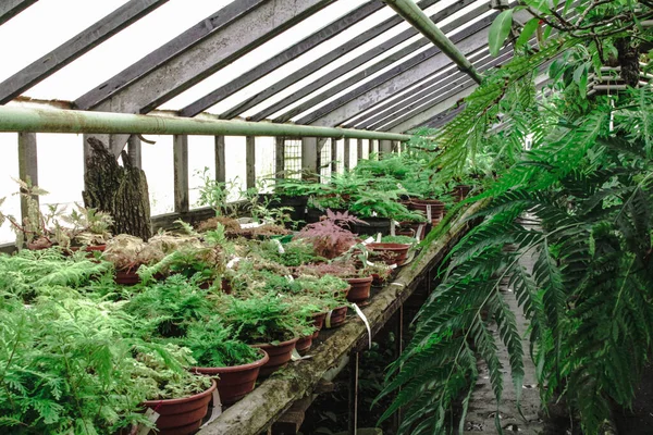 Las Plantas Tropicales Macetas Colocan Los Estantes Invernadero Imagen De Stock