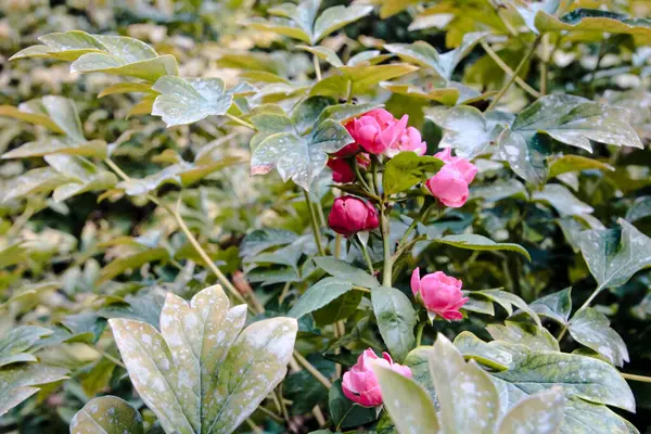 Arbusto Rosa Bonita Subiu Perto — Fotografia de Stock