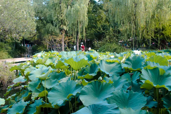 Beaucoup Lotus Rose Vif Fleurs Dans Lac — Photo