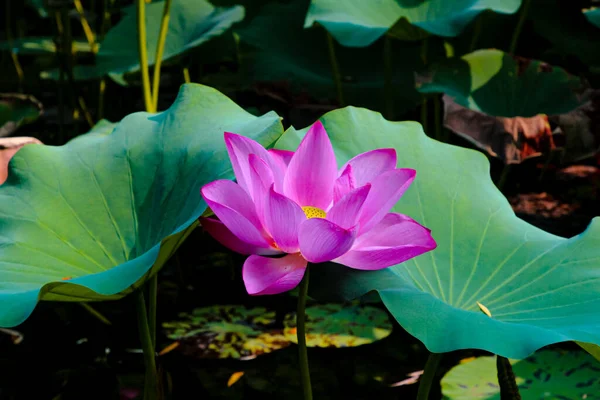 Gölde sıcak pembe nilüfer çiçeği