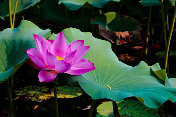 Grand Lotus Rose Chaud Dans Lac — Photo
