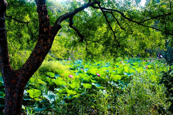 Gölde Bir Sürü Parlak Pembe Nilüfer Çiçeği Var — Stok fotoğraf