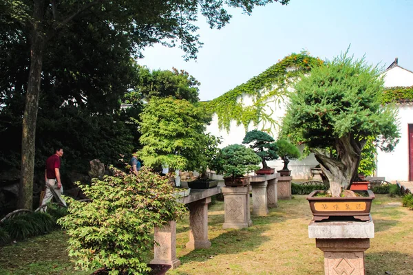 2018年8月6日 蘇州市 蘇州市内で最も古い公式庭園の屋外用ポットにおける岩石とバンサイの植物の組成物 — ストック写真