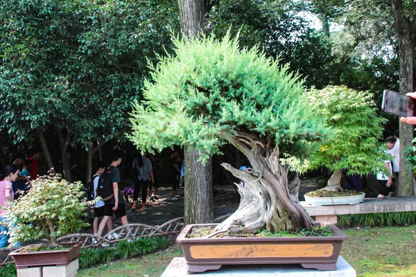 Suzhou China August 2018 Compositions Rocks Bansai Plants Open Air — Stock Photo, Image