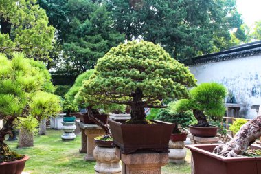 Suzhou, Çin, 06 Ağustos 2018: Suzhou 'daki mütevazı memurun bahçesindeki açık hava kaplarında kayalar ve bansai bitkilerinin kompozisyonları