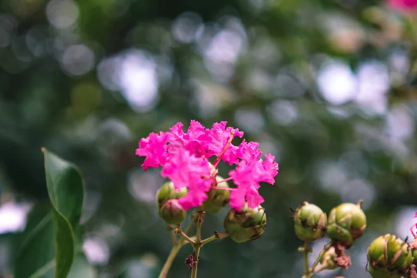 Дерева Цвітуть Яскраво Рожевими Квітами Саду Рибалок — стокове фото