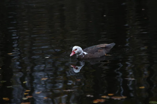 Wild ducks swim in dark water covered with autumn leaves