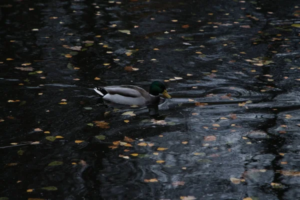 Wild Ducks Swim Dark Water Covered Autumn Leaves — Stock Photo, Image