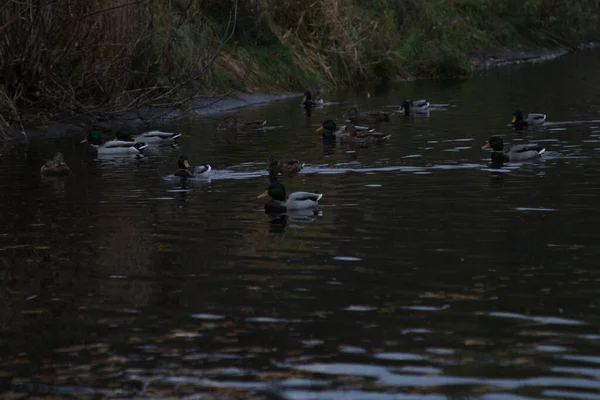 野鸭在覆盖着秋叶的黑暗的水中游泳 — 图库照片