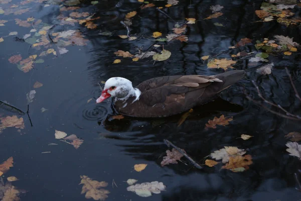 Wild Ducks Swim Dark Water Covered Autumn Leaves — Stock Photo, Image