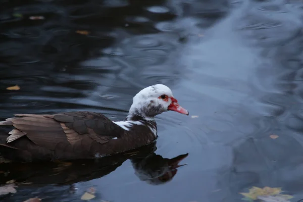 Wild Ducks Swim Dark Water Covered Autumn Leaves — Stock Photo, Image