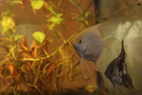 Les Poissons Nagent Dans Aquarium Près Verre — Photo