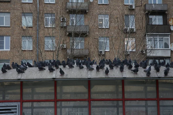 Güvercinler kışın, istasyonun çatısında güneşlenirler.