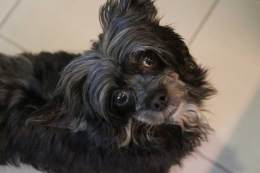 Şirin siyah Çin armalı köpek pufları yastıkta yatıyor.