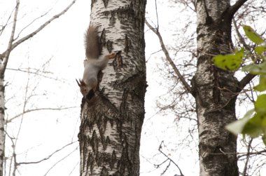 Parkta tüylü kuyruklu gri bir sincap ağaçların ve sonbahar otlarının arasından atlıyor.