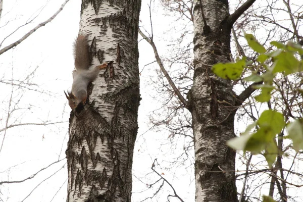 Parkta tüylü kuyruklu gri bir sincap ağaçların ve sonbahar otlarının arasından atlıyor.