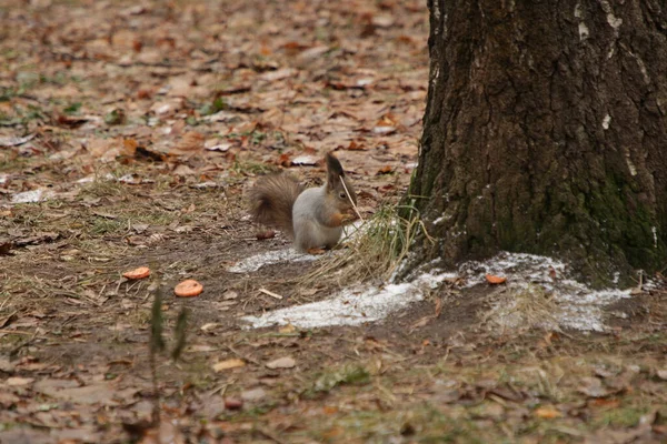 A gray squirrel with a fluffy tail in the park jumps through trees and autumn grass