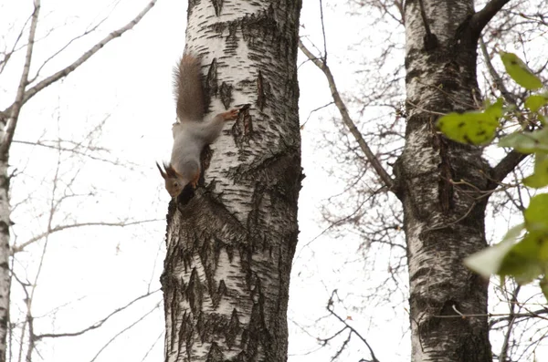 Parkta tüylü kuyruklu gri bir sincap ağaçların ve sonbahar otlarının arasından atlıyor.