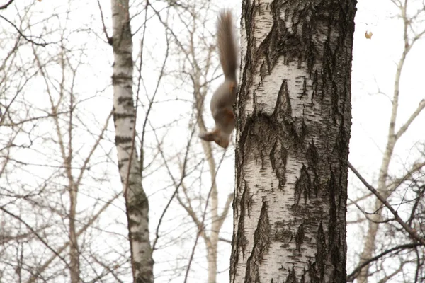 Parkta tüylü kuyruklu gri bir sincap ağaçların ve sonbahar otlarının arasından atlıyor.
