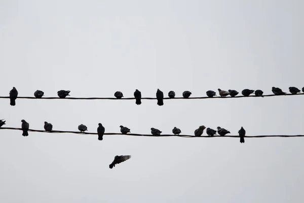 Doves Sit Electric Wires White Sky Fly Them Sky — Stock Photo, Image